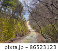 街路樹の風景 86523123