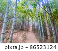竹林の風景 86523124