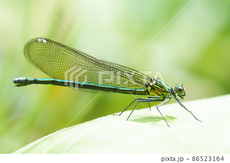 カワトンボ（メス） 86523164
