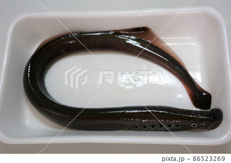 トレーに吸い付く生きたヤツメウナギ 姿 全身 トレーに吸い付く生きたヤツメウナギ 姿 全身 86523269