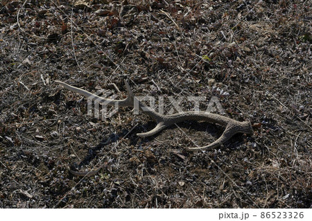 日本鹿の角 86523326