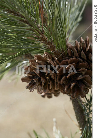松ぼっくり（赤松） 86523550
