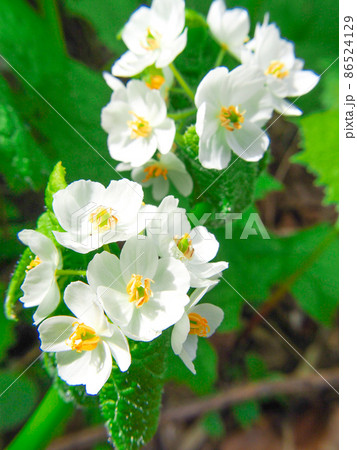 尾瀬へと向かう登山道に咲くサンカヨウ 尾瀬へと向かう登山道に咲くサンカヨウ 86524129