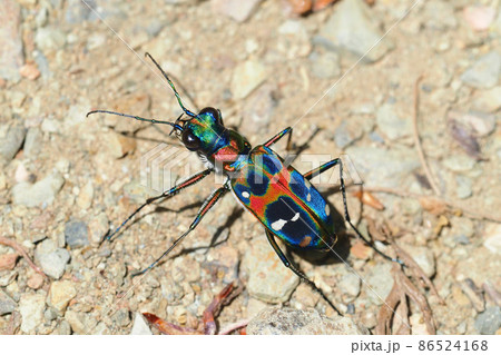 ハンミョウ（ナミハンミョウ） 86524168