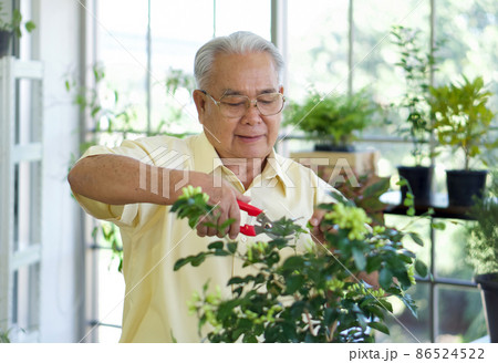 The retired grandfather spent the holiday taking care of indoor garden. The morning atmosphere in the greenhouse planting room. The retired grandfather spent the holiday taking care of indoor garden. The morning atmosphere in the greenhouse planting room. 86524522