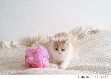 かわいい猫 かわいい猫 86525632