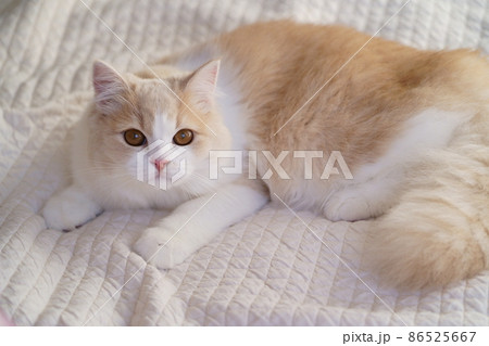 かわいい猫 かわいい猫 86525667