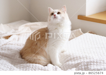 かわいい猫 86525674