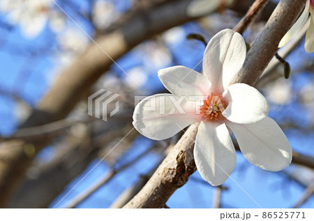 コブシ(辛夷) コブシ(辛夷) 86525771