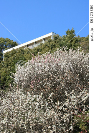 日本の梅林(兵庫県神戸市東灘区 岡本梅林)の満開の白梅の花 日本の梅林(兵庫県神戸市東灘区 岡本梅林)の満開の白梅の花 86525866