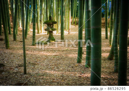 鎌倉　報国寺　竹の庭 86526295
