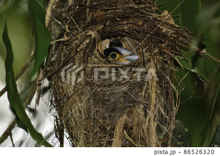 タイやマレーシア等東南アジアのジャングルで見られる銀色と青が美しい小鳥ギンムネヒロハシ 86526320