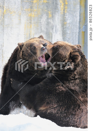 のぼりべつクマ牧場（北海道登別市） 86526823