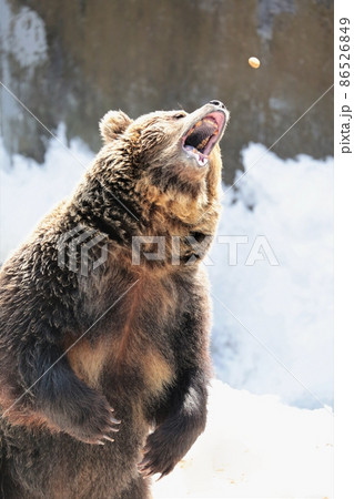 のぼりべつクマ牧場（北海道登別市） 86526849