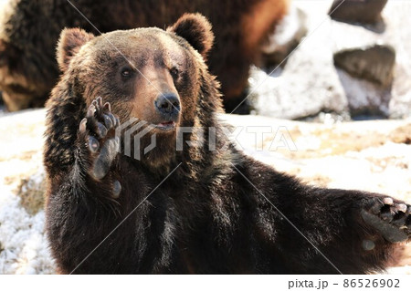 のぼりべつクマ牧場（北海道登別市） 86526902