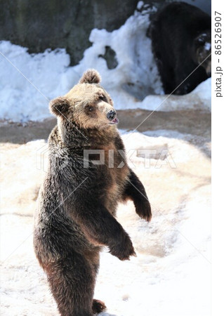 のぼりべつクマ牧場（北海道登別市） 86526907