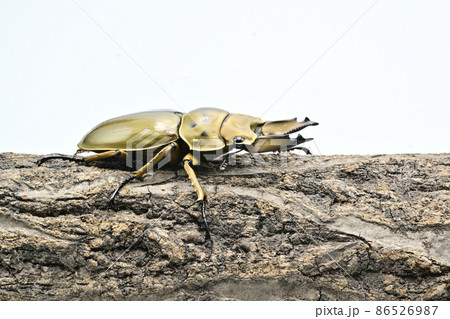 オオゴンオニクワガタ 86526987