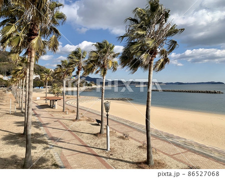 宮崎海水浴場のヤシ並木 吉良ワイキキビーチ 愛知県西尾市吉良町 の写真素材