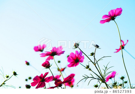 コスモスの花のある風景 86527393
