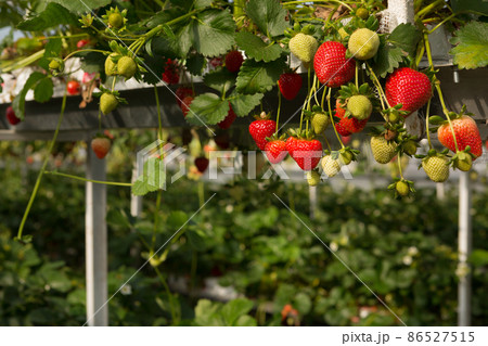 a lot of red strawberries growing in a greenhouse, the concept a lot of red strawberries growing in a greenhouse, the concept 86527515