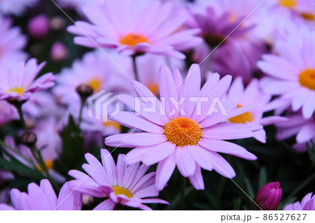 冬の花壇に咲く薄いピンクのノースポール 86527627