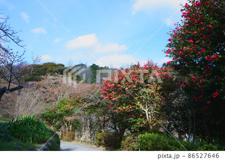 山茶花とロウバイが迎える散歩道 86527646