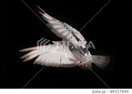 soaring dove isolated on black background soaring dove isolated on black background 86527840