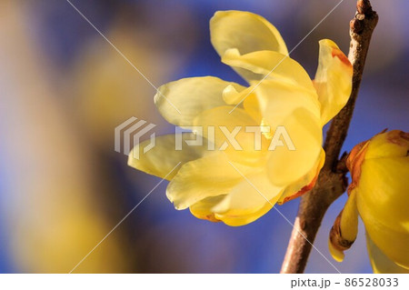 蝋梅 蝋梅 86528033