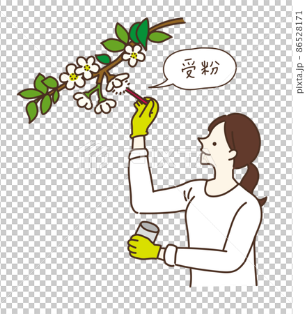農業女孩農業工作授粉工作授粉工作插圖 86528171