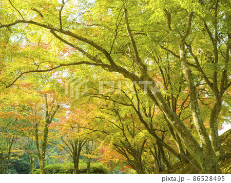 兵庫県 姫路 姫山公園の紅葉 / Himeyama Park, Himeji, Japan 86528495