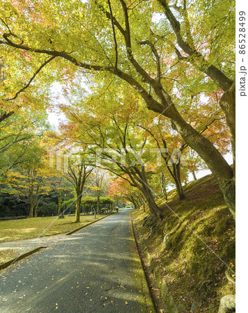兵庫県 姫路 姫山公園の紅葉 / Himeyama Park, Himeji, Japan 86528499