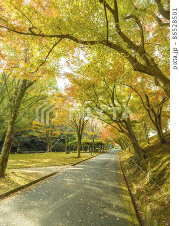 兵庫県 姫路 姫山公園の紅葉 / Himeyama Park, Himeji, Japan 86528501