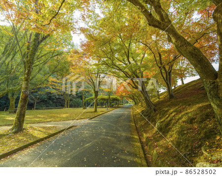 兵庫県 姫路 姫山公園の紅葉 / Himeyama Park, Himeji, Japan 86528502