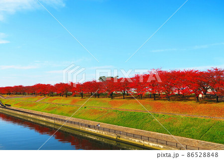 荒川赤羽桜堤緑地の秋の紅葉の風景 荒川赤羽桜堤緑地の秋の紅葉の風景 86528848