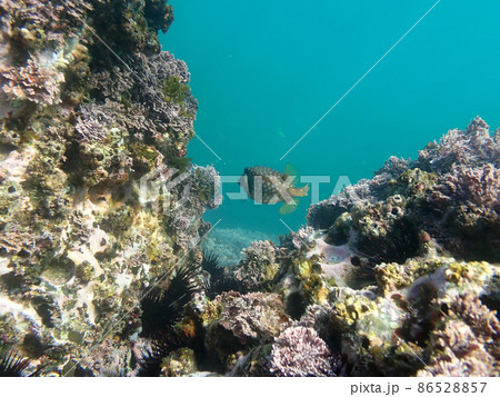 ハコフグのいる風景 86528857