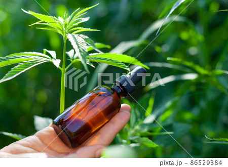 Woman hand holding essential oil bottle. CBD OIL Woman hand holding essential oil bottle. CBD OIL 86529384