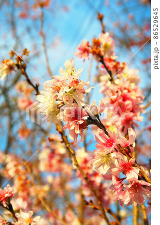 十月桜（ジュウガツザクラ）の風景 86529645