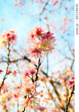十月桜(ジュウガツザクラ)の風景 十月桜(ジュウガツザクラ)の風景 86529646