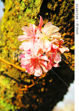 十月桜(ジュウガツザクラ)の風景 十月桜(ジュウガツザクラ)の風景 86529650