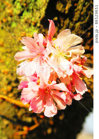 十月桜（ジュウガツザクラ）の風景 86529651