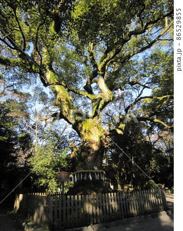 初日の出の光を浴びる熱田神宮大楠 初日の出の光を浴びる熱田神宮大楠 86529855