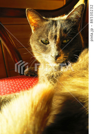 家猫(さび猫)がくつろいでいる風景 家猫(さび猫)がくつろいでいる風景 86530232