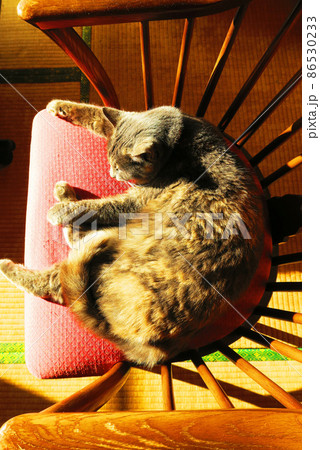 家猫（さび猫）がくつろいでいる風景 86530233