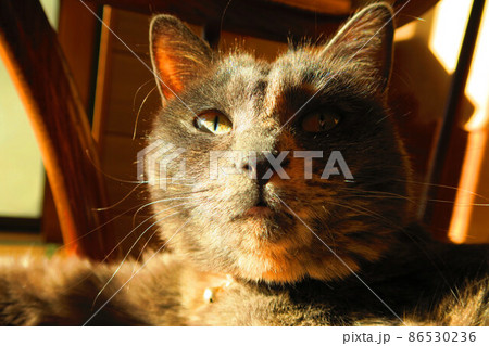 家猫（さび猫）がくつろいでいる風景 86530236