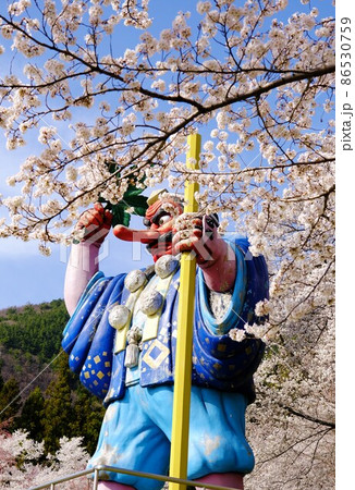 戸倉宿キティパークの満開の桜 戸倉宿キティパークの満開の桜 86530759