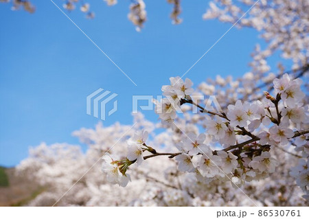 戸倉宿キティパークの満開の桜 戸倉宿キティパークの満開の桜 86530761