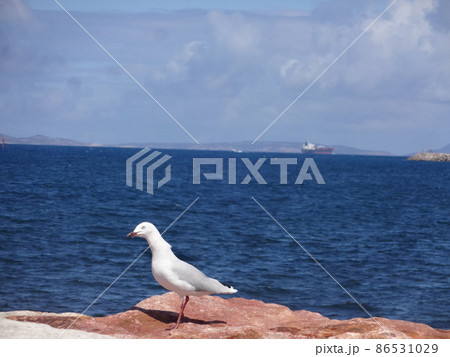 海鳥とオーストラリアの海 海鳥とオーストラリアの海 86531029