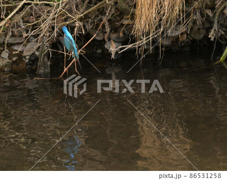 川に飛び込むカワセミ 川に飛び込むカワセミ 86531258