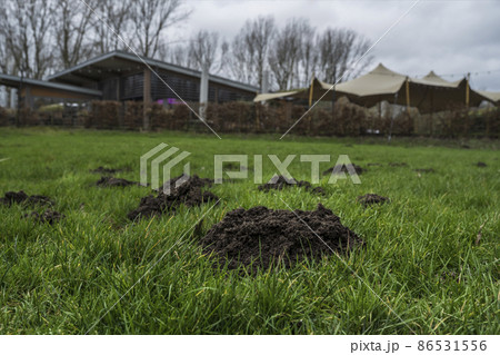 Garden damage. The countryside problem with moles Garden damage. The countryside problem with moles 86531556