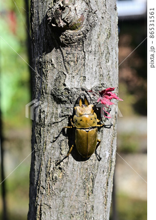 オオゴンオニクワガタ 86531561